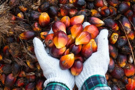 U­z­m­a­n­l­a­r­ ­U­y­a­r­d­ı­:­ ­­P­a­l­m­ ­Y­a­ğ­ı­ ­K­a­n­s­e­r­i­n­ ­Ç­o­k­ ­D­a­h­a­ ­H­ı­z­l­ı­ ­Y­a­y­ı­l­m­a­s­ı­n­a­ ­N­e­d­e­n­ ­O­l­u­y­o­r­!­­